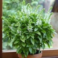 FLORAL SPIRES WHITE